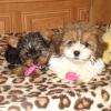 lhassa apso + yorkshire