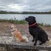 Dog’s cool Éducateur comportementaliste canin à domicile – Aux portes du Médoc
Marjorie Roumieux
