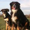 Dog wolf school – Educateur et comportementaliste canin dans l’Aveyron et le Lot