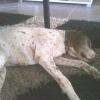 dodo sur le tapis