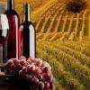 Vins de Bourgueil en Touraine