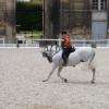spectacle de dressage