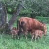 Elevages de vaches Limousine pour leur viande, élevées en plein air à Le Compas, Domaine de la Bio'Veillance