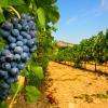 Vignes du Domaine de la Foret