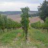 Domaine du bois de Simon - Domaine viticole Buzet