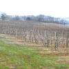 Domaine du Bois de Simon - Domaine viticole Bruilhois