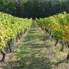 Domaine du Bois de Simon - Domaine viticole Lot-et-Garonne