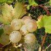 Domaine du Bois de Simon - Domaine viticole Bruilhois