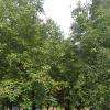 Noyers environnants