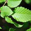 Feuilles de charme