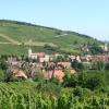 Certaines de nos parcelles, vue sur le Kirchberg de Barr, où se trouve notre grand cru; Riesling, Gewürz, PInot Gris et Pinot Noir (XXC)