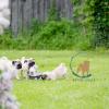 Chiot carlin jeux en extérieur chez Dreamlander élevage en Sarthe