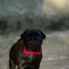 chiot carlin noir chez Dreamlander elevage carlin en Sarthe