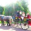 Pour le plus beau jour de votre vie, quoi de plus romantique qu'une calèche avec deux beaux chevaux percherons !