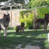 Mes chiens...