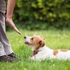 Educ’n Fun - Educateur et comportementaliste canine - La Roche-sur-Yon - Challans