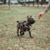 Educ’n Fun - Educateur et comportementaliste canine - La Roche-sur-Yon - Challans