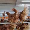 Elevage de poules pondeuses à Les Alluets le Roi, près de Poissy, dans les Yvelines (78)