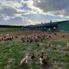 Elevage de volailles en plein air, à Les Alluets le Roi, près de Poissy, dans les Yvelines (78), selon le mode d'agriculture Biologique.