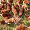 Vente d'oeufs Bio à Les Alluets le Roi, près de Poissy, dans les Yvelines (78)