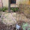 Sur le côté de l'église, le jardin du curé a un peu triste mine en ce début de printemps !