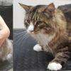 Deux magnifiques Maine Coons, Luna et Jack.