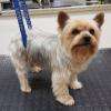 Coupe aux ciseaux pour ce petit Yorkie