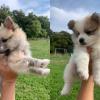 Vente de chiots Spitz, pucés et vaccinés, à l'Elevage canin de la Pomaille, à Saint Pierre de Jards, près d'Issoudun, Indre (36)