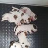 Jack Russell Terrier
