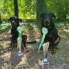 beauceron