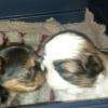 CHIOT SHIH TZU ET YORKSHIRE DU KONOWANE