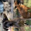 Enjoy Dog - Éducateur et comportementaliste canin - Aix en Provence et ses alentours