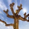 abattage d'arbres 45