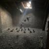 Dépigeonnage Metz Erapure