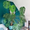 Monstera achat et conseils d'entretien chez Escale Fleurs à Rennes