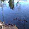 Baignage des ragondins