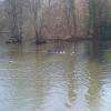 De nombreux canards colverts