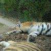 tigres