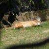 animaux