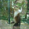 singe
