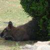 animaux