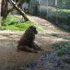 animaux