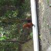 animaux