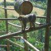 animaux