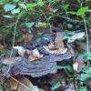 champignons bizarre sous les feuilles !! je n'y touche pas.