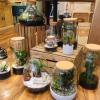 Terrariums