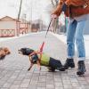 chien-tire-en-laisse