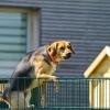 chien-fugue