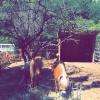 Crédit photo : page Facebook, La Ferme du Buisson Siard
