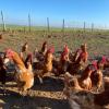 Nos poules sont élevées et vivent en plein air, Ferme de Bretonvilliers, Aunay sous Auneau (28)